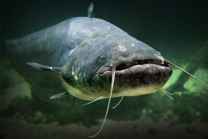 Jaxon Sumato Catfish Leader Braided Line - 75kg / 20m (ZJ-RAD075F) - Online  Fishing Shop Topfish